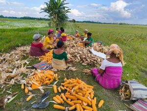 Maize Cultivation