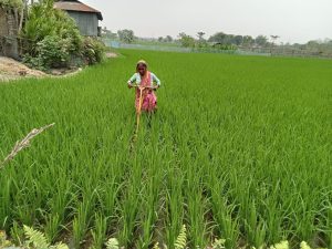 Belamoti Barman’s Journey <br>with SRI